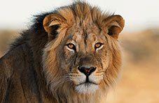 Close-up of a male lion, one of South Africa's Big Five